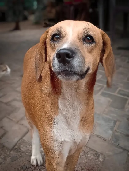 Cachorro feliz que representa os animais ajudados pelo Instituto Eco Patinhas